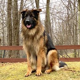 Avi - German Shepherd