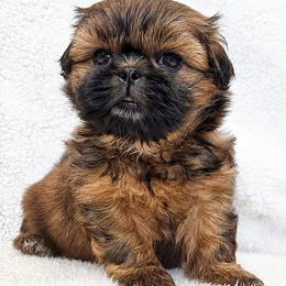 JILL - Red female Shih Tzu puppy in Las Vegas, Nevada from Beirin Breige Shih Tzus