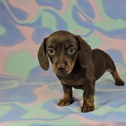 Dachshund Puppies from Newbern's Nuggets