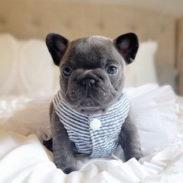 French Bulldog Puppies from Emeraldfrenchies