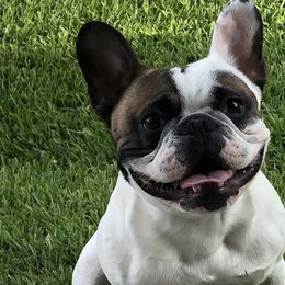 French Bulldogs from Christie Duhe