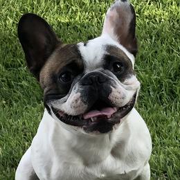 French Bulldogs from Christie Duhe