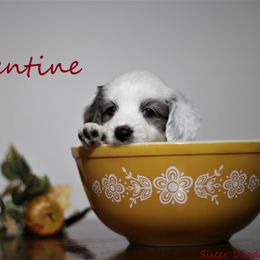 Goldendoodle and Aussiedoodle Puppies from Sister Doodles