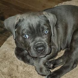 Cane Corso from Creation of the Gods
