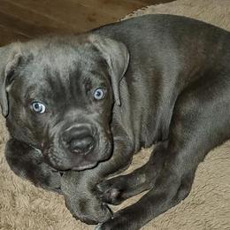 Cane Corso from Creation of the Gods