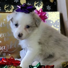 Juliet - Slate merle female Border Collie puppy in Richmond, Maine from Lil Maine Border Collies