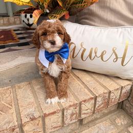 Onyx - Red  male Goldendoodle puppy in Arab, Alabama from White Blossom Farms