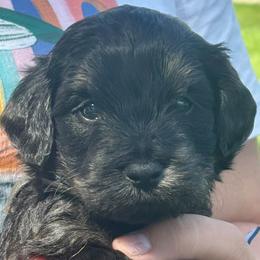 Black - Black male Goldendoodle puppy in Holland, Michigan from WAG 52nd