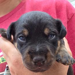 Andy - Black and tan male American Hunt Terrier puppy in Cave City, Arkansas from Bayou Valley Shepherds and American Hunt Terriers