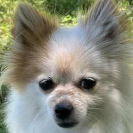 Bessie - Pomeranian