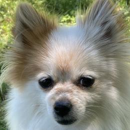 Bessie - Pomeranian