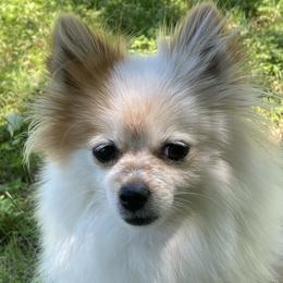 Bessie - Pomeranian