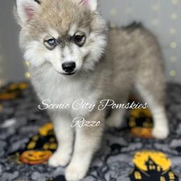 Rizzo - Silver and white female Pomsky puppy in Rossville, Georgia from Scenic City Pomskies