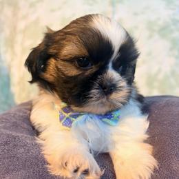 Kenny - Tricolor male Shih Tzu puppy in Hemet, California from Aloha Shih Tzu