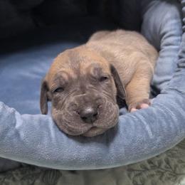Olive - Fawn female Great Dane puppy in Pollock, Louisiana from Danes Done Right