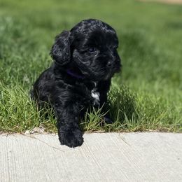Havapoo Puppies from Legacy Farmstead