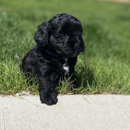 Havapoo Puppies from Legacy Farmstead