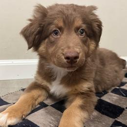Belle - Red tri-color female Australian Shepherd puppy in East Hartford, Connecticut from CT Aussies