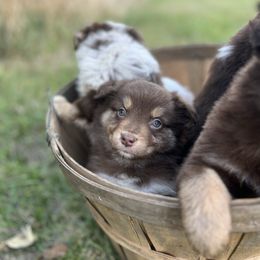 Jack o lantern - Red tri male Miniature Australian Shepherd puppy in Bethany, Illinois from Rachel at Marrowbone Creek Aussies