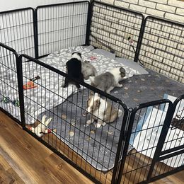 Collie and Yorkshire Terrier Puppies from Jolly Collies & Kingdom Elite Yorkshire Terriers