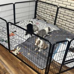 Collie and Yorkshire Terrier Puppies from Jolly Collies & Kingdom Elite Yorkshire Terriers