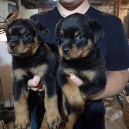Green - Black and mahogany male Rottweiler puppy in Preston, Connecticut from Von Turm Hügel Rottweilers
