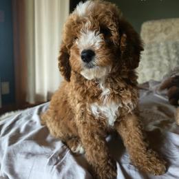 Bernedoodle and Goldendoodle Puppies from 4goldendoodles