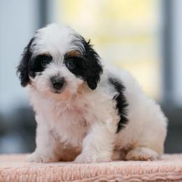 Maple - Tri-color female Bernedoodle puppy in Dundee, Ohio from Down Home Doodle