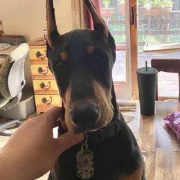 Doberman Pinscher Puppies from Amity Doberman Pinschers