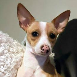 Lily - Chihuahua