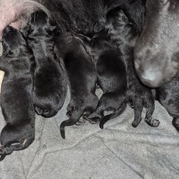 Blue - Black male German Shepherd puppy in Luna, New Mexico from Von De León German Shepherds