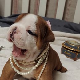Bulldog Puppies from Flobama English Bulldogs