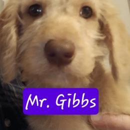 Mr Gibbs - Caramel male Labradoodle puppy in Henderson, Nevada from Hills labradoodles
