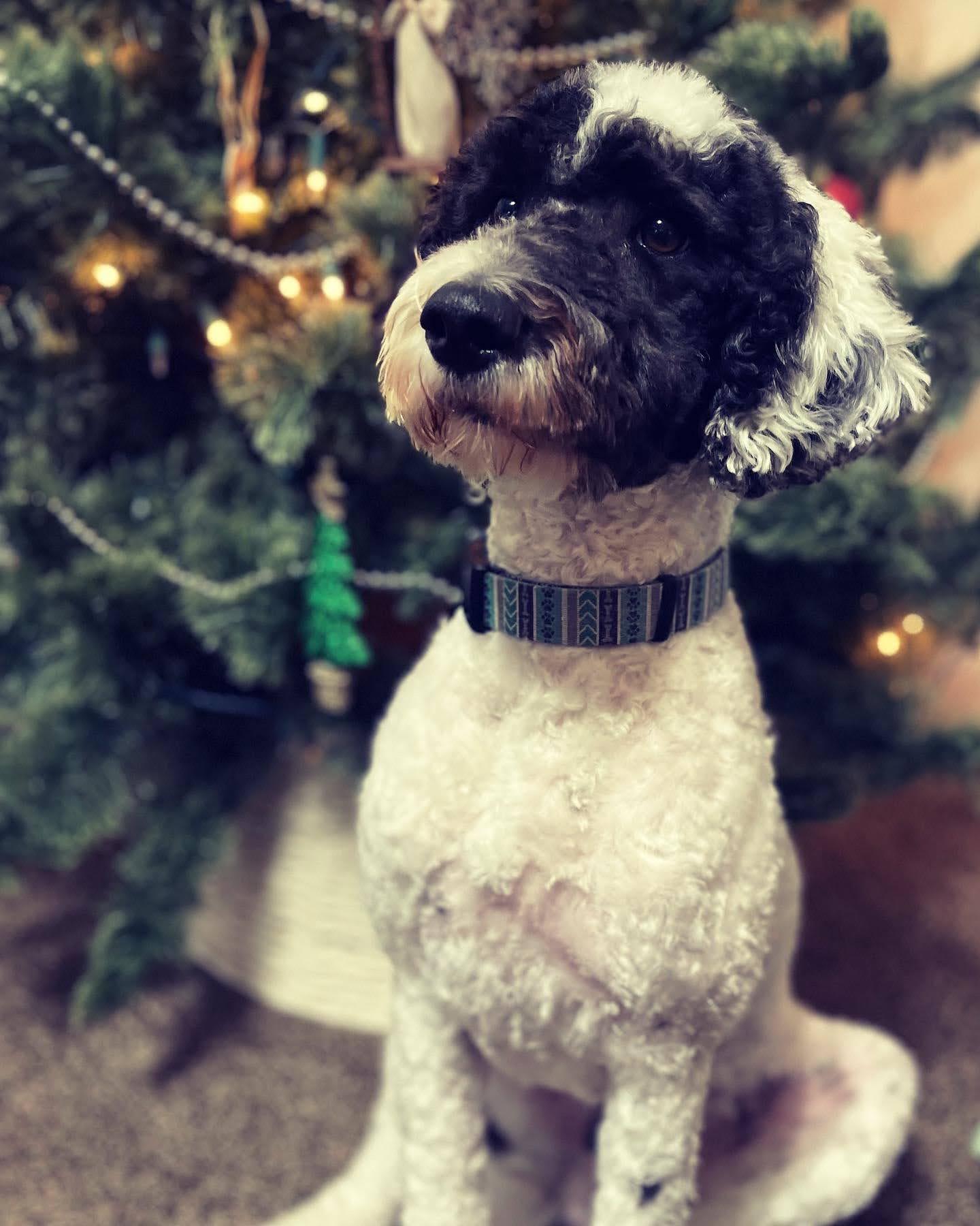 Harvey