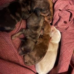 Male 2 - Dapple male Dachshund puppy in Oklahoma City, Oklahoma from Diana's Dachshunds