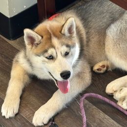 Siberian Husky Puppies from Hundley's Husky Haven