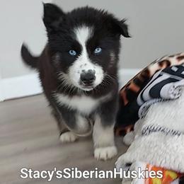 Mj - Black and white female Siberian Husky puppy in Savannah, Georgia from Stacy's Siberian Huskies