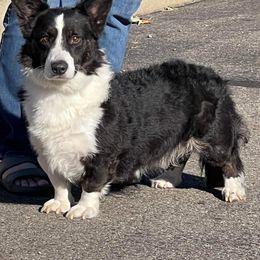 Bud - Cardigan Welsh Corgi