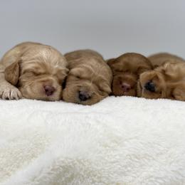 Australian Labradoodle Puppies from Pixie Doodle Paws