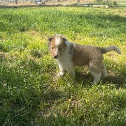 Goofy - Sable merle male Collie puppy in Elko, Nevada from Willow Creek Acres Dachshunds & Collies