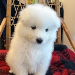 Lime Boy - White male Samoyed puppy in White Bear Lake, Minnesota from Nakawe (nah-COW-weh) Samoyeds