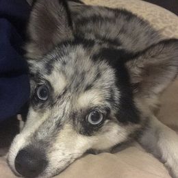 Pomskies from Pomskies Of Central Florida, LLC