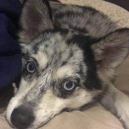 Pomskies from Pomskies Of Central Florida, LLC