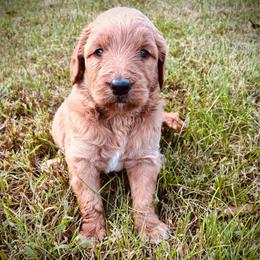 Boy 2 - Apricot male Goldendoodle puppy in Mattawan, Michigan from Doodifuldoods