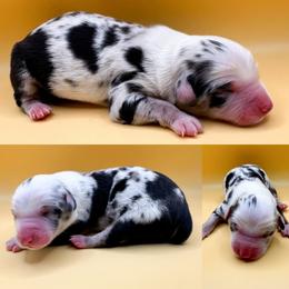 Blue Merle female - Blue merle female Miniature Australian Shepherd puppy in Brooker, Florida from Honey, I Shrunk the Aussies