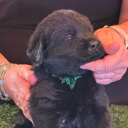 Boy 2 - Black male Labrador Retriever puppy in Whigham, Georgia from Diamond C Labradors