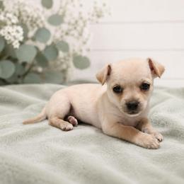 Cream Smooth Coat Male - Cream male Chihuahua puppy in Nashville, Tennessee from Music City Chi’s