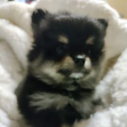 Pomeranian Puppies from Cutie Poms