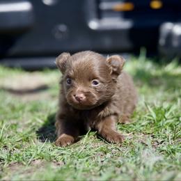Lily - Chocolate female Pomeranian puppy in Saint Ignatius, Montana from Pomeranians Montana
