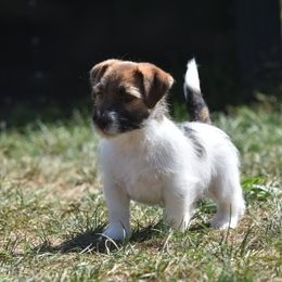 Nutmeg Boy 2 - White and tan male Russell Terrier puppy in Middletown, Virginia from DBF Russell Terriers